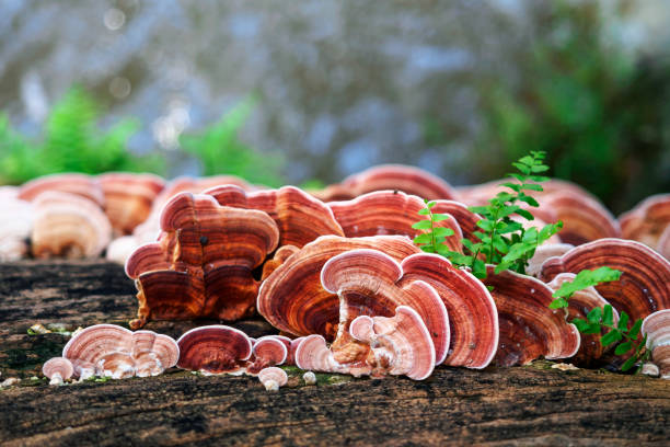 Regulisanje holesterola prirodnim putem