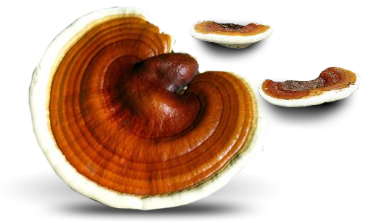 Ganoderma Lucidum - gljiva reishi