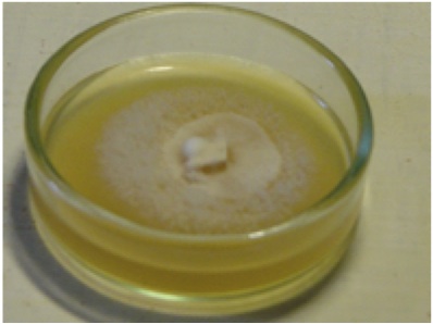 Ganoderma Lucidum - gljiva reishi